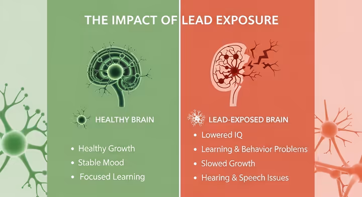 Infographic comparing a healthy brain to a lead-exposed brain, listing health effects like lowered IQ and learning problems.